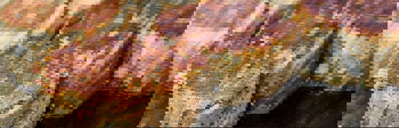 Igelstachelbart mit Pilzknödel