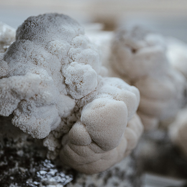 Igelstachelbart (Hericium)